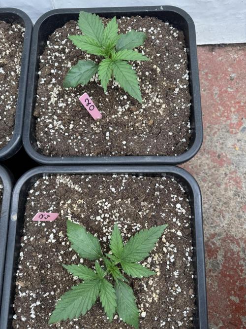 20/4 vs 24/0 💡. Week 1