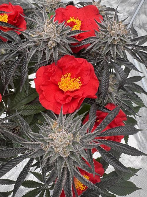 Lemon Tree x Banana Krumble. Week 15