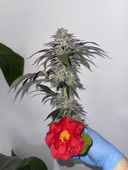 Lemon Tree x Banana Krumble. Week 15