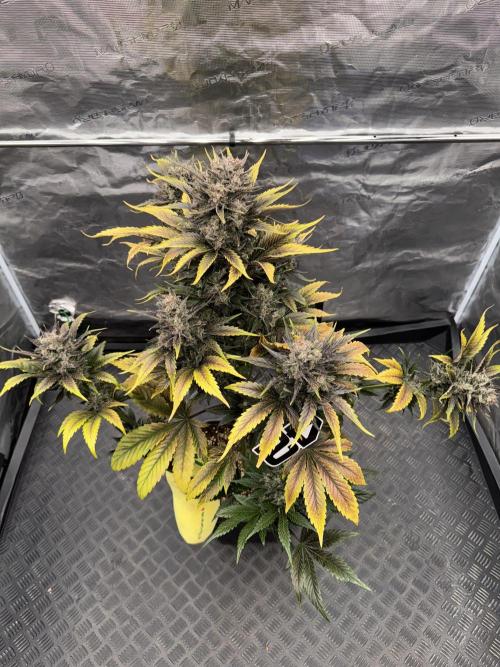 Bottle Bottoms ♻️. Week 10