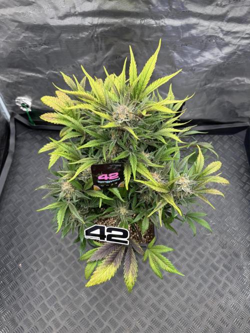Guava 🍐🍓. Week 10