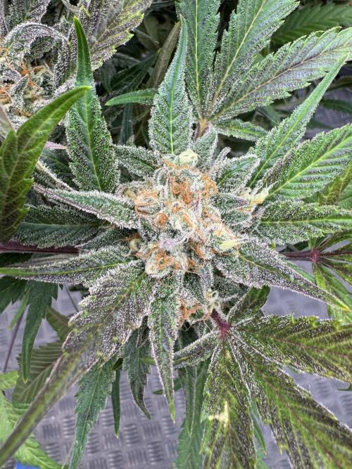 Guava 🍐🍓. Week 10