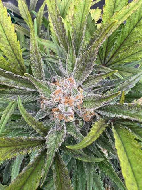 Guava 🍐🍓. Week 10