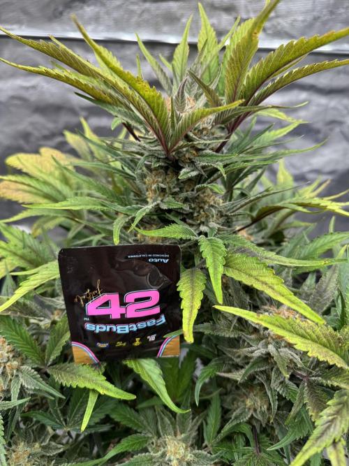 Guava 🍐🍓. Week 10