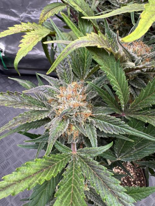 Guava 🍐🍓. Week 10