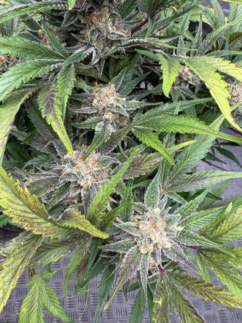 Guava 🍐🍓. Week 10