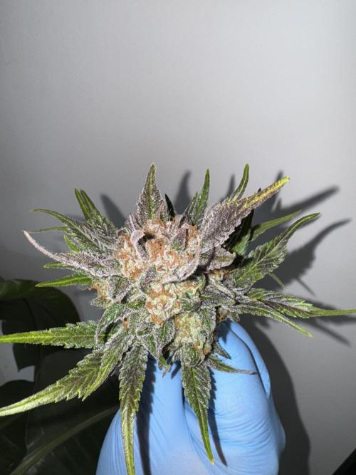 Guava 🍐🍓. Week 10