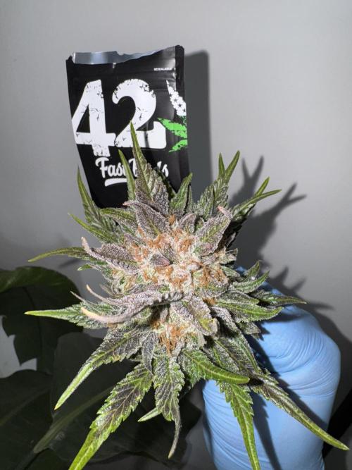 Guava 🍐🍓. Week 10
