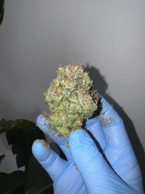 Guava 🍐🍓. Week 10