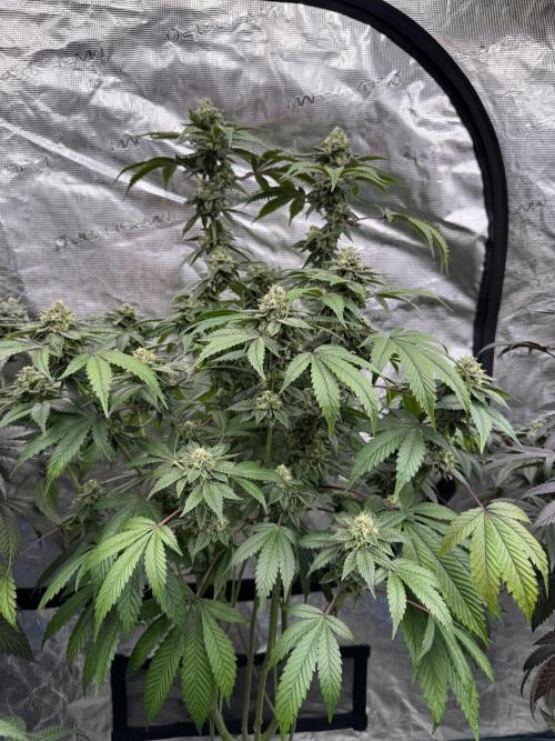 Acai x Black Cherry Funk. Week 14