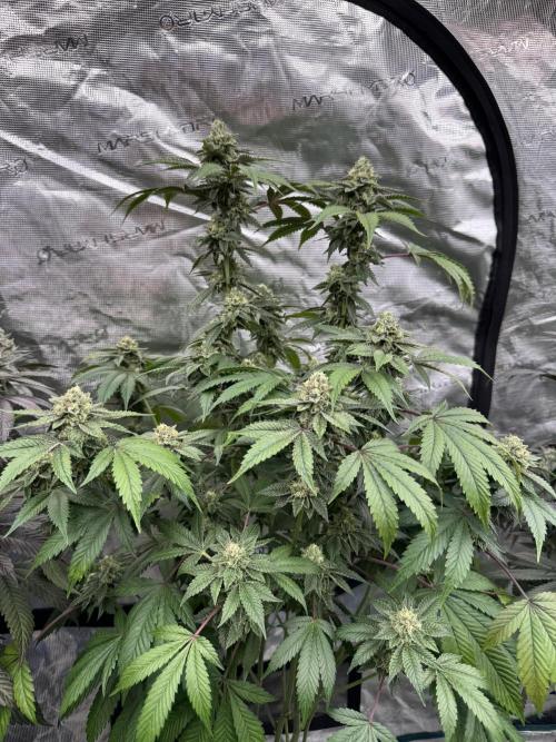 Acai x Black Cherry Funk. Week 14