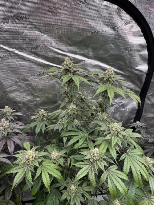 Acai x Black Cherry Funk. Week 14