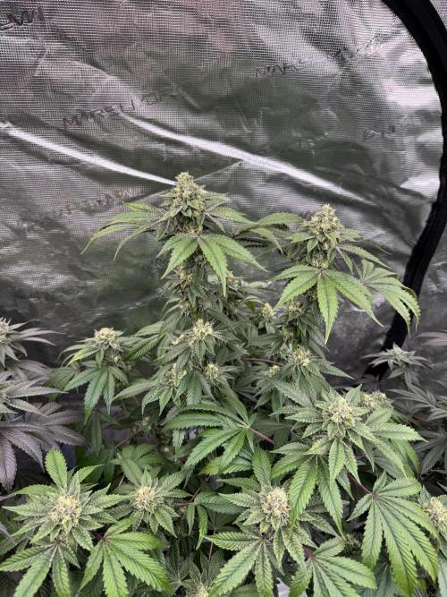 Acai x Black Cherry Funk. Week 14