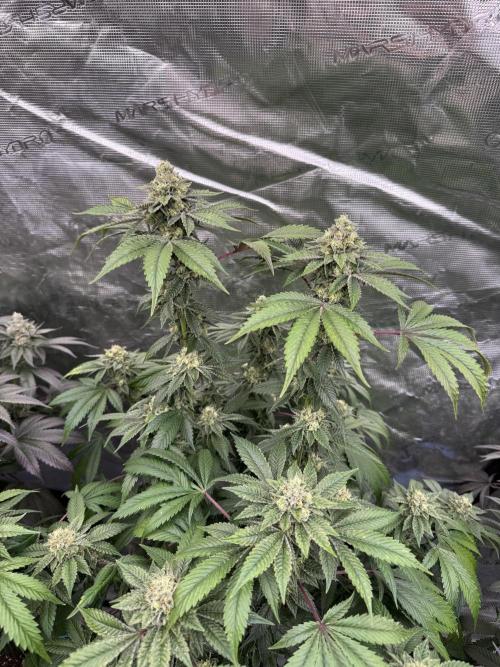 Acai x Black Cherry Funk. Week 14