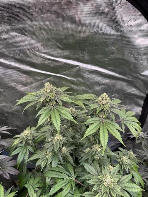 Black Cherry Gushers. Week 14