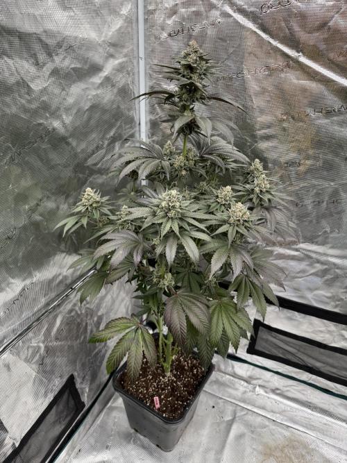 Gas Station ⛽️. Week 14