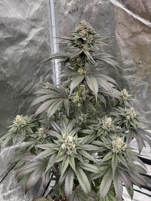 Gas Station ⛽️. Week 14
