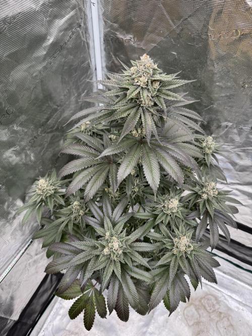 Gas Station ⛽️. Week 14