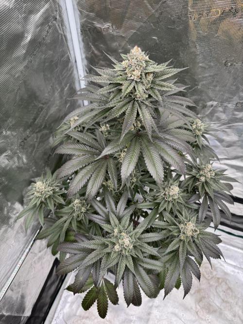 Gas Station ⛽️. Week 14