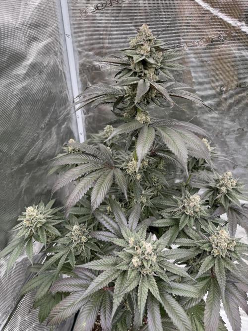 Gas Station ⛽️. Week 14