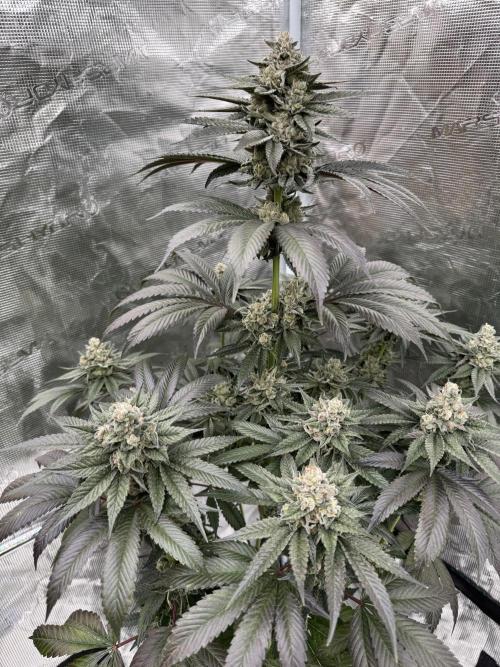 Gas Station ⛽️. Week 14
