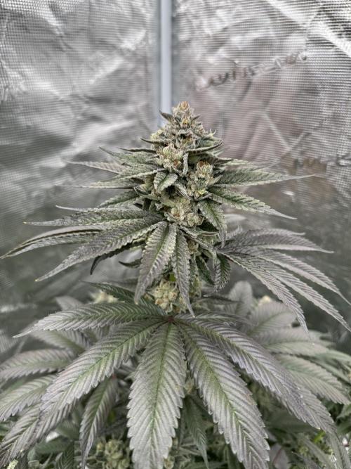 Gas Station ⛽️. Week 14