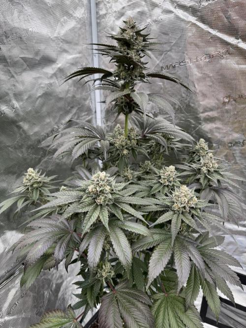 Gas Station ⛽️. Week 14