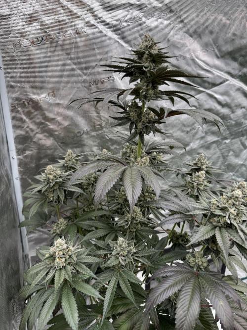 Gas Station ⛽️. Week 14