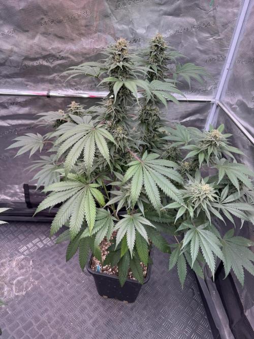 Old School 😶‍🌫️. Week 14