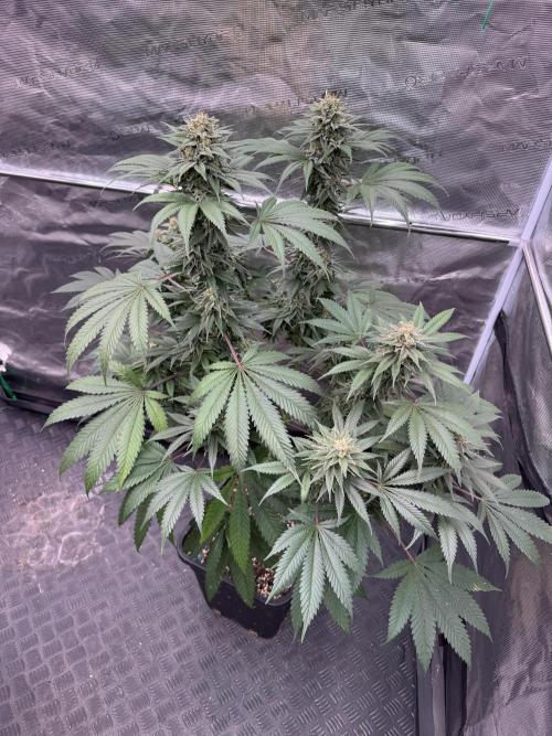 Old School 😶‍🌫️. Week 14