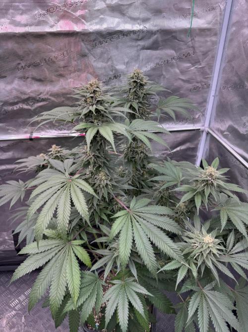 Old School 😶‍🌫️. Week 14