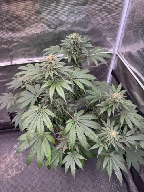 Old School 😶‍🌫️. Week 14