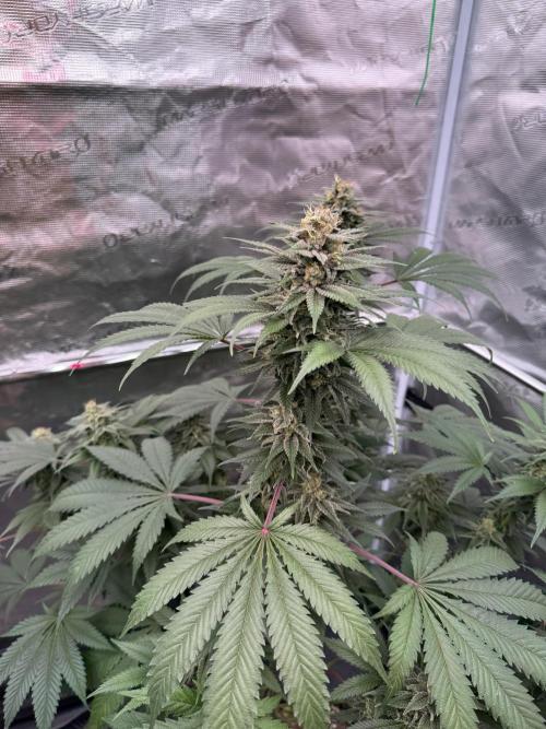 Old School 😶‍🌫️. Week 14