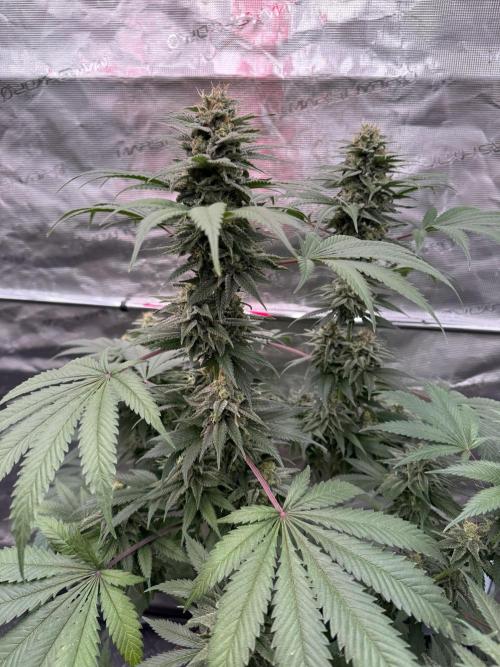 Old School 😶‍🌫️. Week 14
