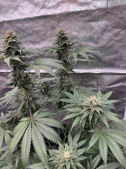 Old School 😶‍🌫️. Week 14