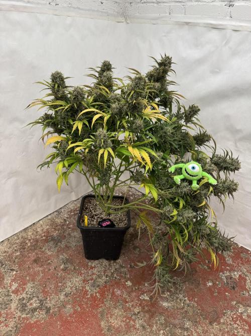 Glue Mode . Week 12