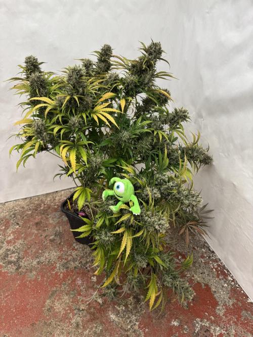 Glue Mode . Week 12