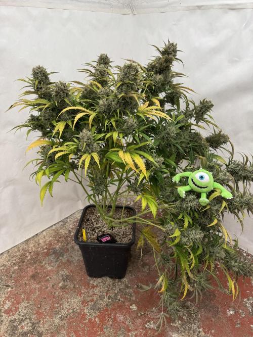 Glue Mode . Week 12