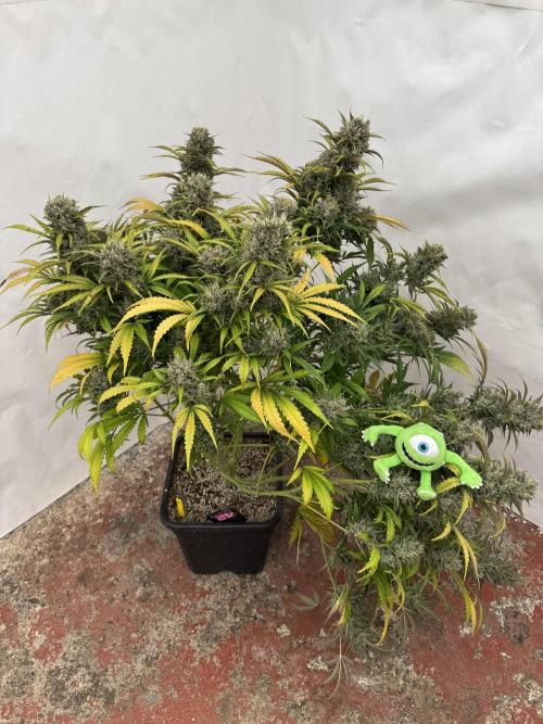Glue Mode . Week 12