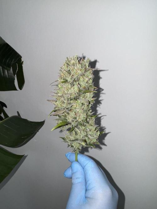 Glue Mode . Week 12