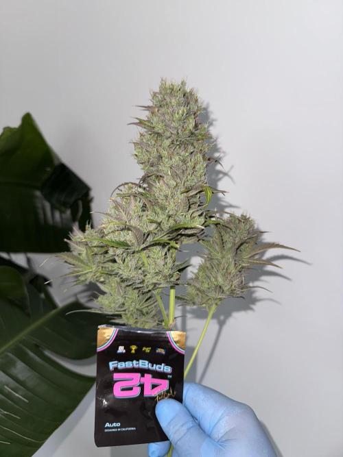 Gorilla Auto. Week 12