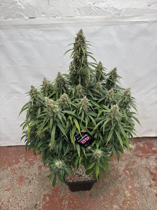 Orange Zest 🍊🍸. Week 12