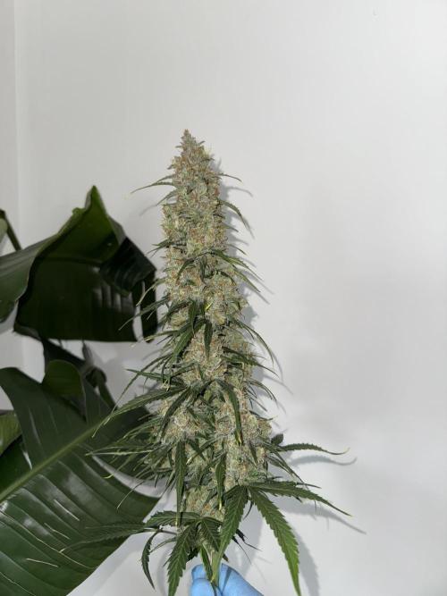Orange Zest 🍊🍸. Week 12