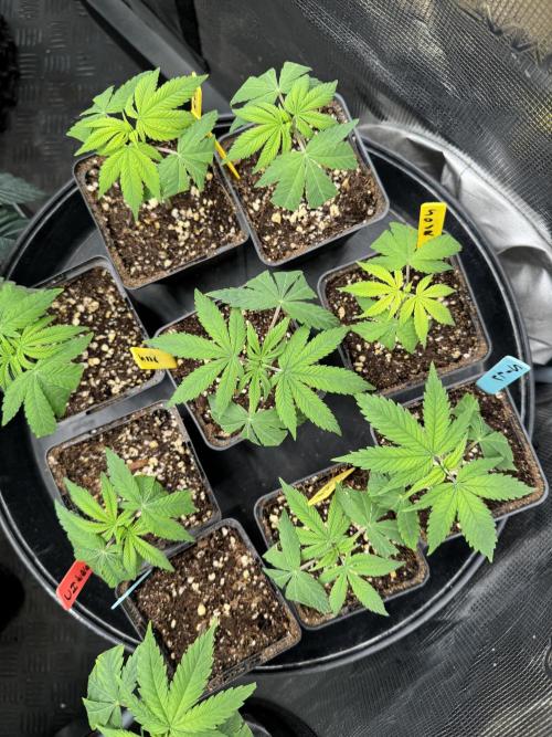 1st clone run 👯‍♀️✂️. Week 1