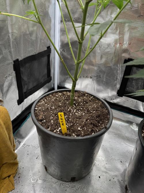 1st clone run 👯‍♀️✂️. Week 1