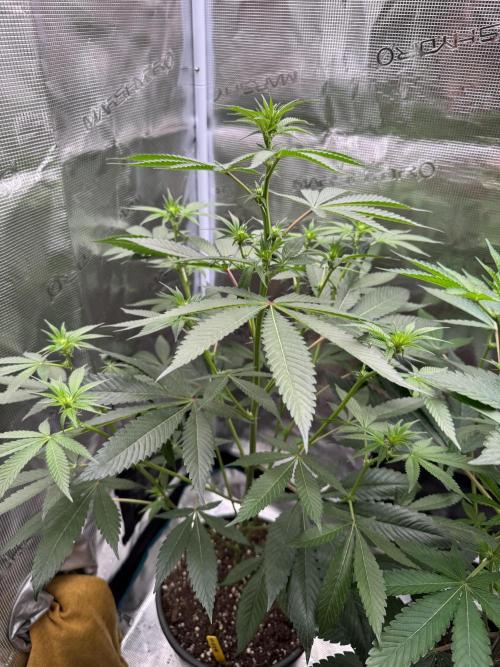 1st clone run 👯‍♀️✂️. Week 1