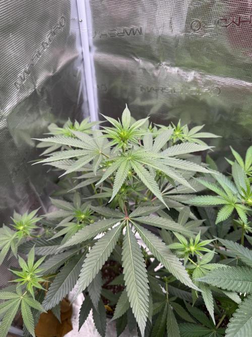 1st clone run 👯‍♀️✂️. Week 1