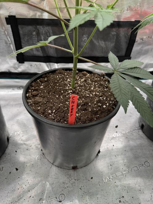 1st clone run 👯‍♀️✂️. Week 1