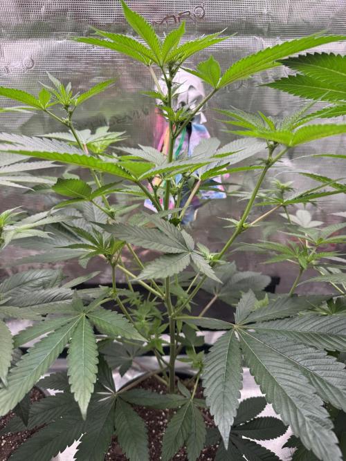 1st clone run 👯‍♀️✂️. Week 1