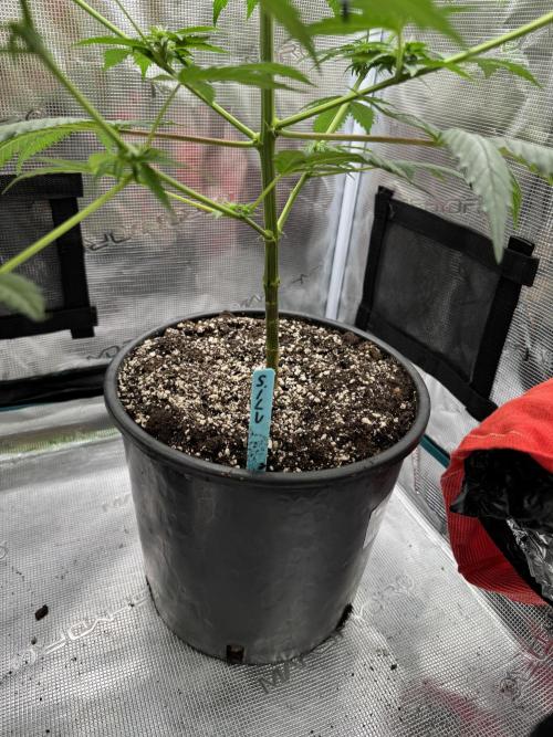 1st clone run 👯‍♀️✂️. Week 1